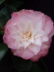 CAMELLIA BABY PEARL